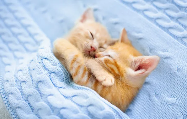 Cats, pose, kitty, sleep, legs, red, kittens, plaid