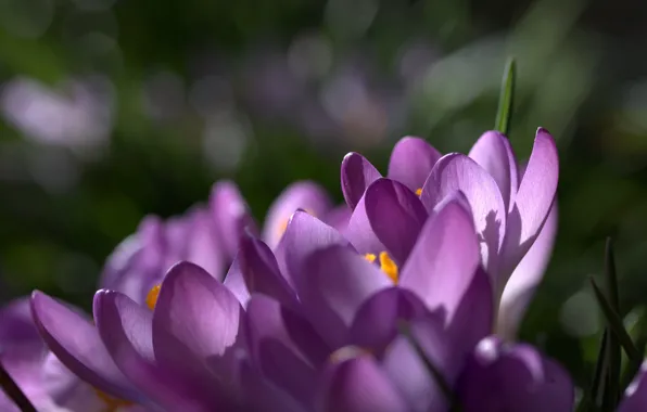 Macro, flowers, focus, spring, petals, purple, lilac, Crocuses