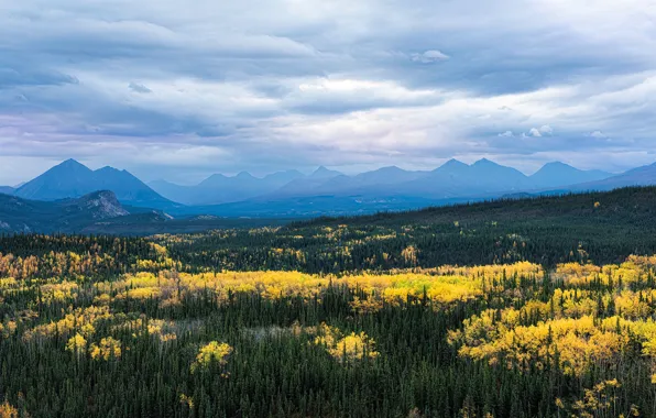 Picture mountains, fog, view, forest, autumn, clouds