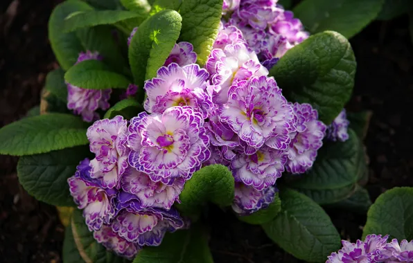 Macro, primrose, Primula