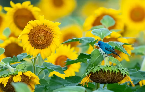 Field, summer, leaves, sunflowers, flowers, bird, yellow, bird