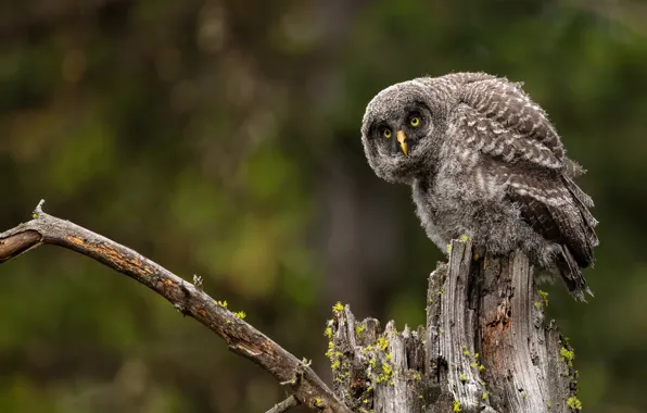 Picture look, branches, pose, background, owl, bird, stump, bitches