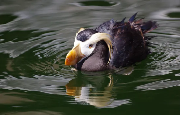 Water, bird, stalled, pond, swimming, crest, tufted, crested