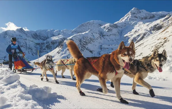Dogs, sport, race, team