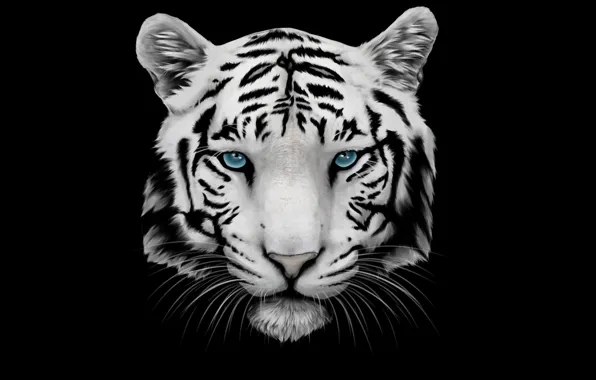 White, mustache, face, tiger, head, tiger