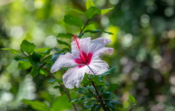 White, flower, leaves, pink, Bush, bokeh, hibiscus
