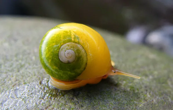 Stone, trail, sink, Snail, horns