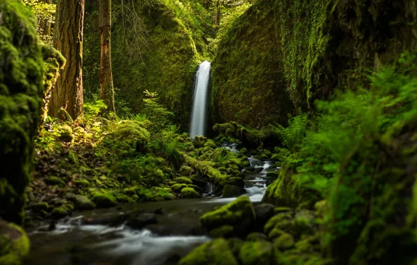 Picture forest, waterfall, focus