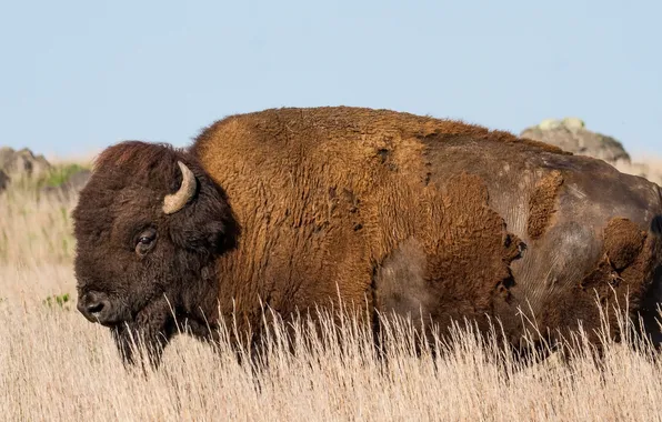 Picture Oklahoma, Buffalo, American Bison