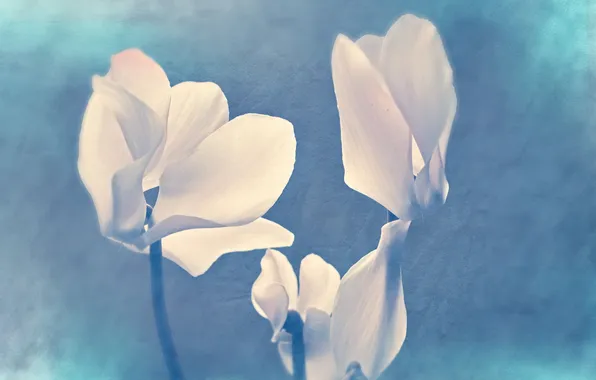 Picture flowers, nature, style, background