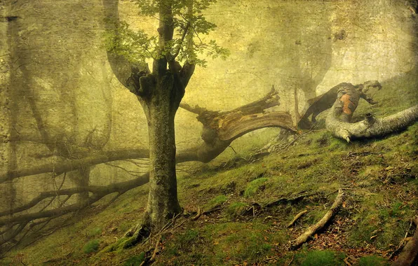 Forest, trees, style, background