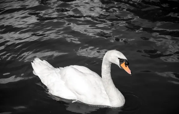 White, the dark background, contrast, grace, Swan, pond