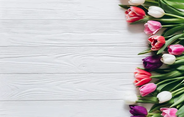 Flowers, colorful, tulips, pink, white, white, fresh, wood
