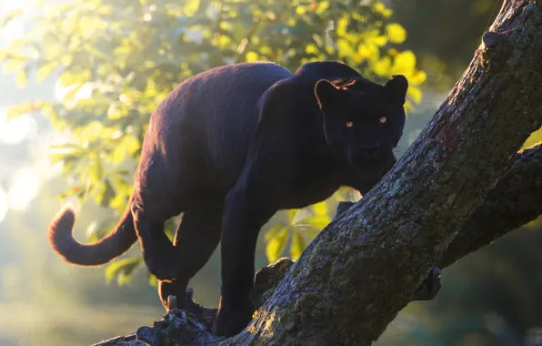 Look, face, branches, nature, pose, tree, Panther, black