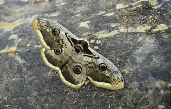 Wings, moth, closeup