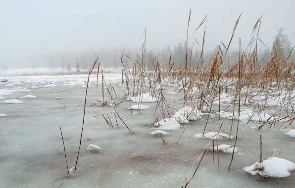Picture winter, landscape, nature, lake, reed