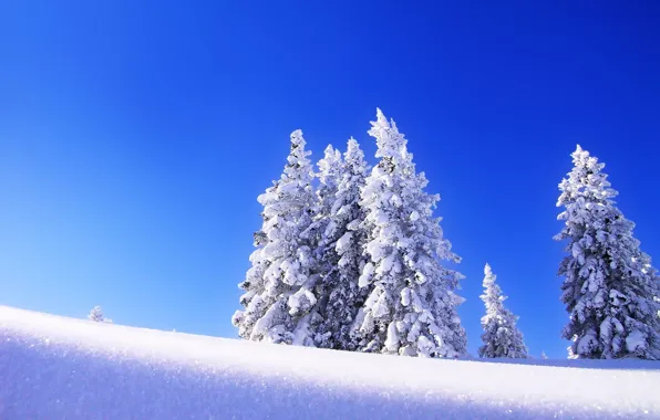 Winter, the sky, snow, trees, landscape, tree, spruce, morning