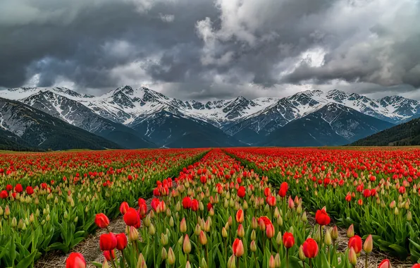 Field, the sky, snow, flowers, mountains, clouds, the slopes, spring