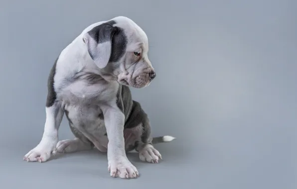 Look, pose, background, dog, paws, puppy, profile, grey background