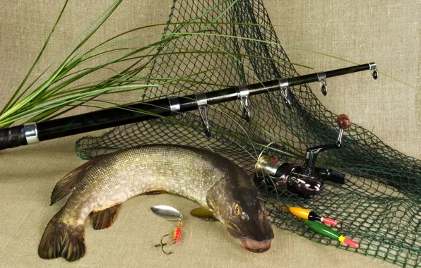 Picture grass, fish, spinning, tackle, pike