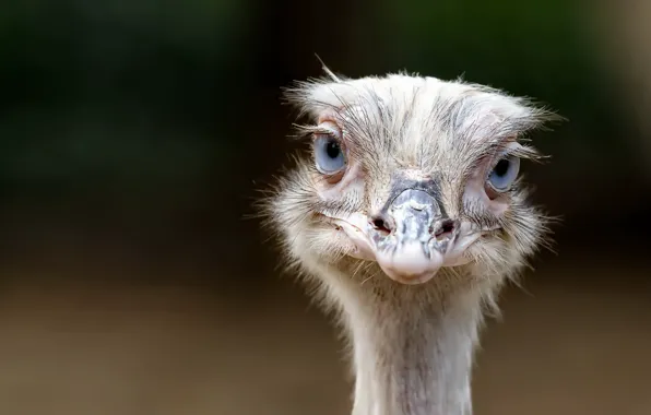 Look, bird, ostrich