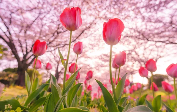 Picture trees, spring, tulips, flowering