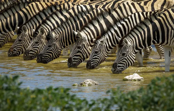 Nature, drink, Zebra