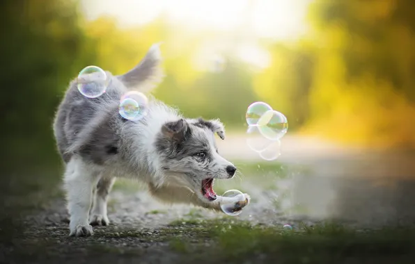 The game, dog, bubbles, Alice, Australian shepherd, Aussie