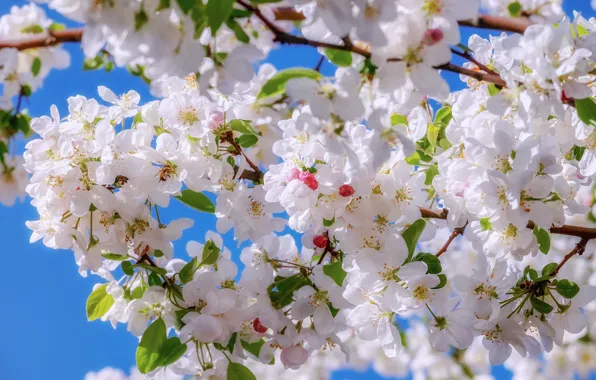 Picture apple, spring, Apple, flowering, blossom, macro, spring, bloom