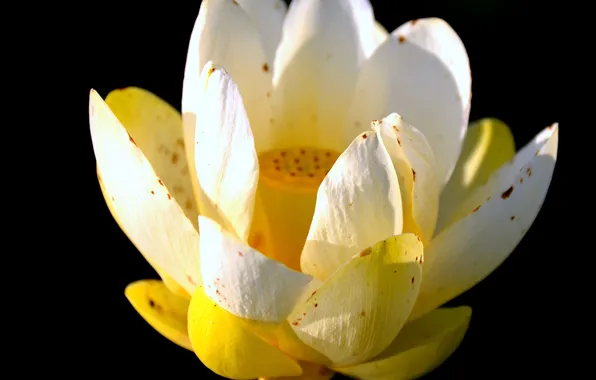 Flowers, Lily, petals