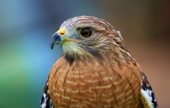 Bird, head, hawk, Red-shouldered Hawk