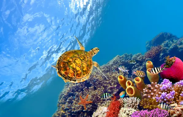 Fish, turtle, underwater, underwater, fishes, reefs, The red sea, reef