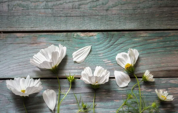 Picture flowers, Board, kosmeya