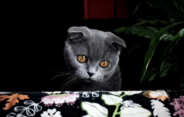 Cat, cat, look, pose, face