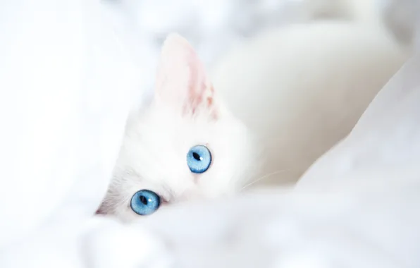 White, cat, look, blanket, blue eyes