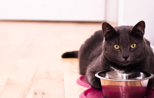 Cat, cat, look, face, grey, room, portrait, floor