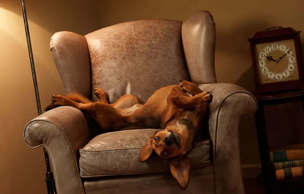 Dog, chair, Dachshund