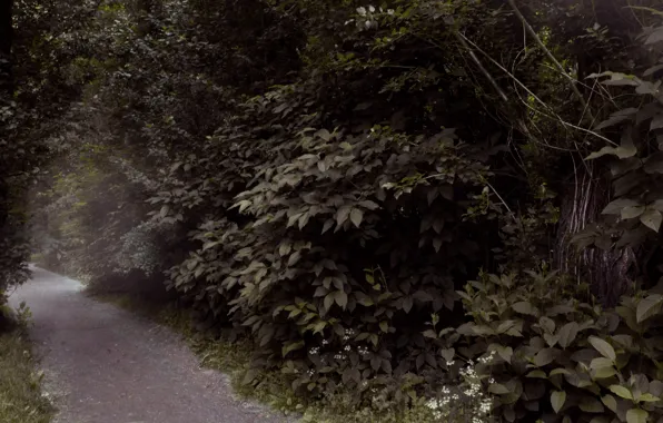 Forest, trees, path, the bushes