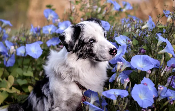 Picture summer, look, face, flowers, background, portrait, dog, blue