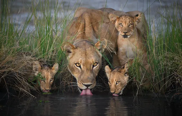 Picture language, grass, water, shore, cub, lioness, drink, pond