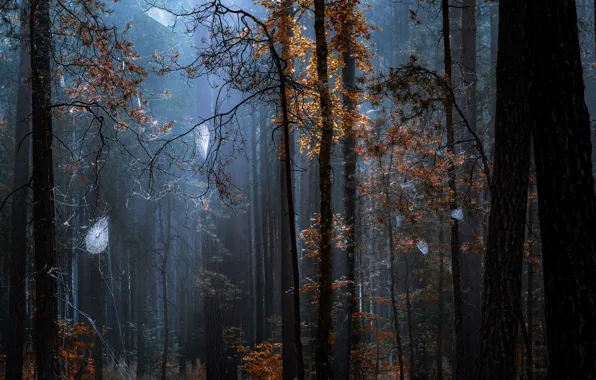 Picture autumn, forest, light, trees, branches, nature, fog, thickets