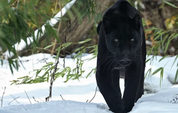 Picture snow, Panther, Jaguar