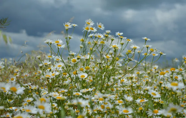 The storm, field, the sky, landscape, flowers, clouds, nature, chamomile