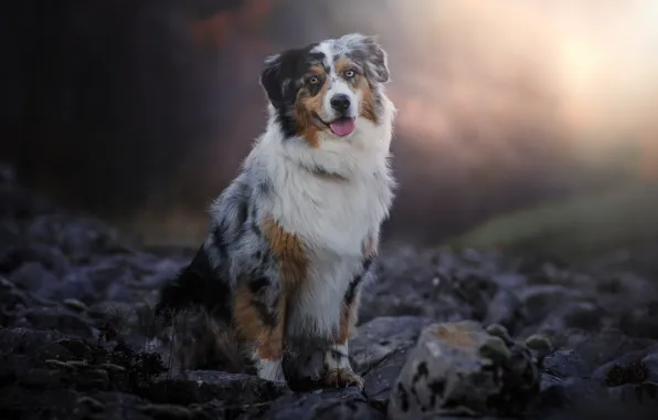 Picture language, light, nature, stones, dog, sitting, Aussie