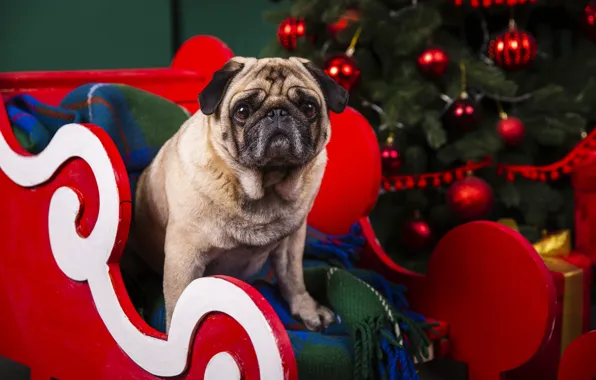 Look, balls, dog, Christmas, pug, red, New year, tree