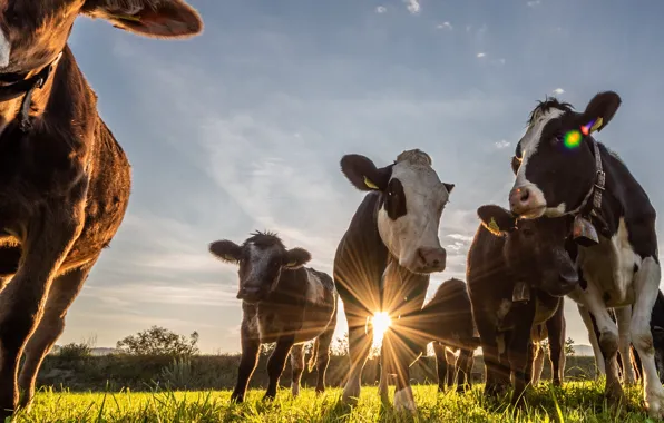Field, the sun, cows, the herd