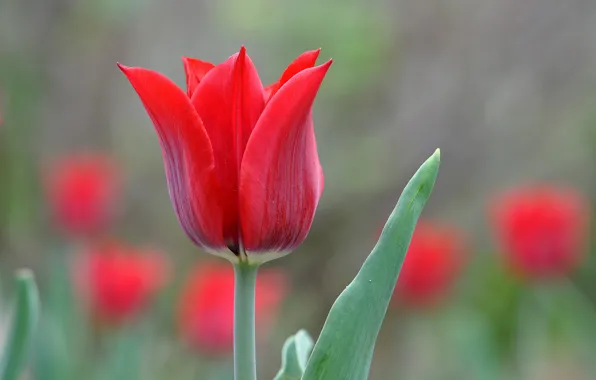 Picture leaves, macro, Tulip, petals, meadow