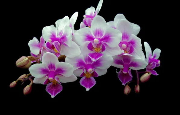 Picture background, branch, petals, Orchid