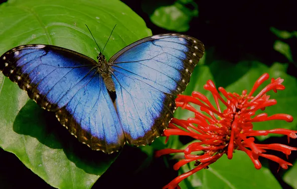 Flower, butterfly, green leaf