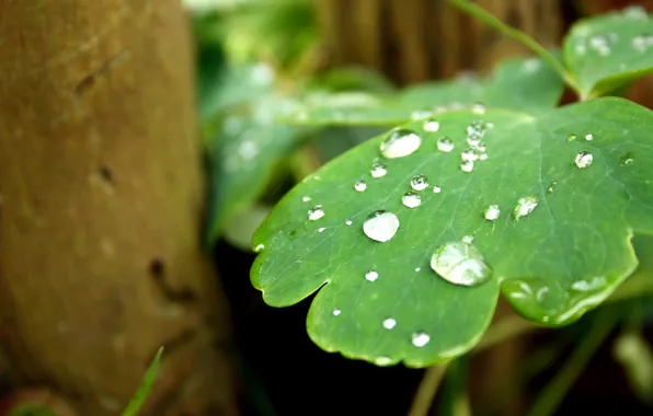 Picture greens, drops, sheet, rain